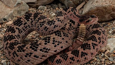 Why the Mojave Rattlesnake is the Deadliest Snake in North America ...