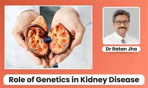 Role of Genetics in Kidney Disease: Can Your Family History Predict ...