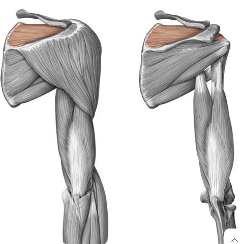 Scapular Muscle 的图像结果