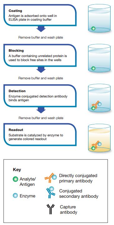 Image result for Elisa Process