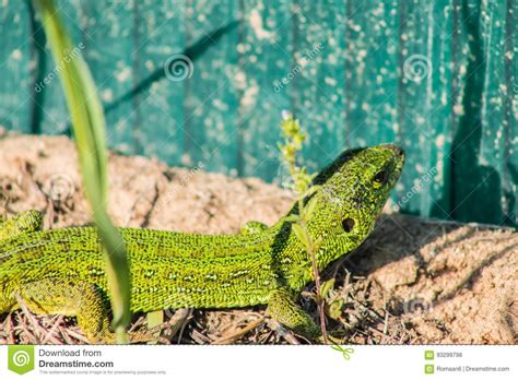 Image result for Spring Lizard