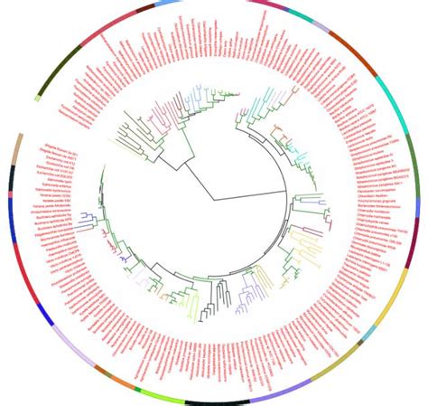 教你用iTOL轻松绘制高颜值系统进化树-CSDN博客