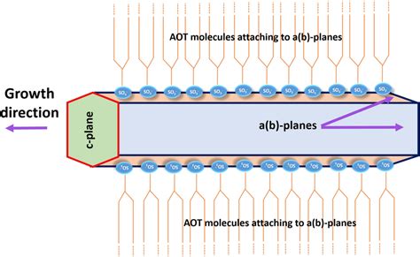 Image result for Hap Model