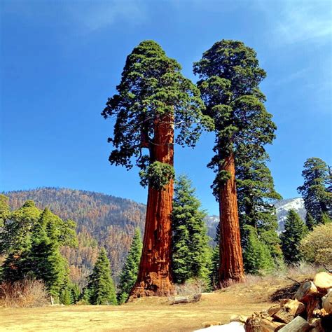 GIANT SEQUOIA SIERRA REDWOOD SEEDS (Sequoiadendron Giganteum) Fast ...