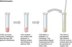 Processes of Recombinant DNA Technology - Biology Class 12 - NEET PDF ...
