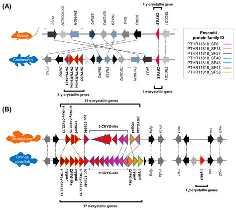 Genetic Adaptations in Mudskipper and Tetrapod Give Insights into Their ...
