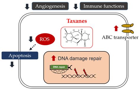 Taxanes in the Treatment of Head and Neck Squamous Cell Carcinoma