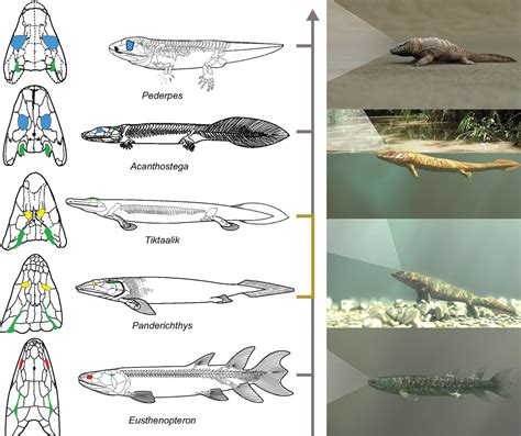 From Water To Land: The Fascinating Evolution Of Vertebrates
