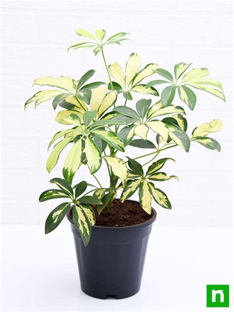 Buy Schefflera Variegated - Plant online from Nurserylive at lowest price.
