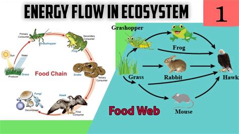 Ecosystem Flow Chart 的图像结果