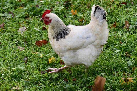Columbian Rock Chicks: A Delightful Addition to Your Flock - The ...