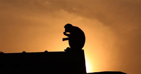 In Kumaoni villages, bitterness about monkey menace reveals concerns ...