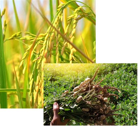 AP State Seeds Developement