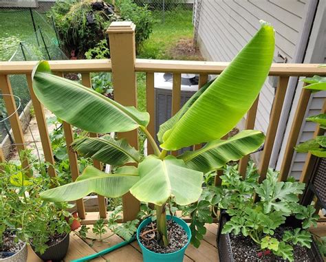 Image result for Blue Java Banana Tree