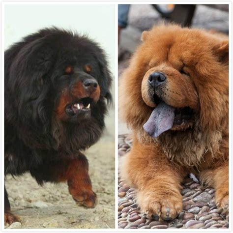高加索犬vs藏獒哪個更護主 - 愛寵物咨詢網