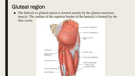 Borders Of Gluteal Region