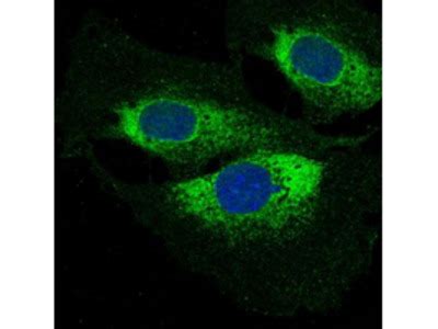 Image result for DAPI Staining 101