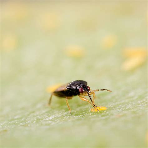 Chilli thrips - Biocontrol, Damage and Life Cycle