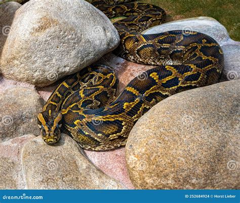 Image result for Burmese Python Native Habitat Map