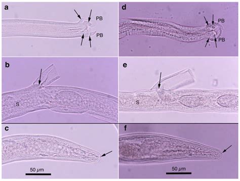 Integrated Taxonomic Approaches to Gastrointestinal and Urinary ...