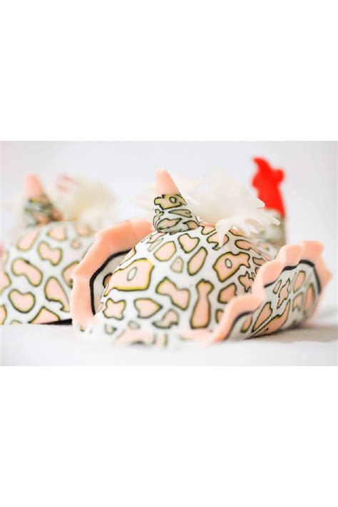 Imán Nudibránquio Imanes M04 - "Psychedelic Batwing Slug"