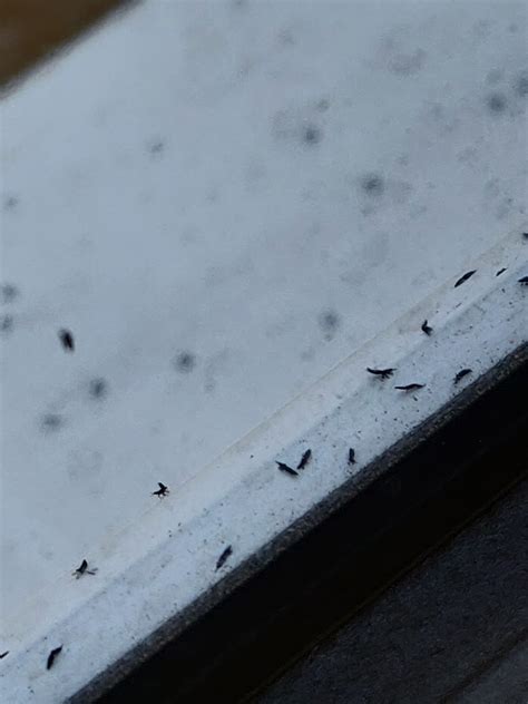 [UK] Suddenly millions of these tiny black flies are on all of my and ...