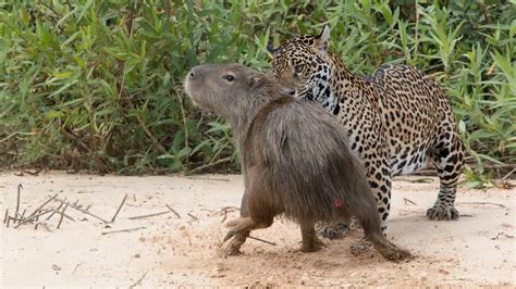Capybaras Love Hanging Out With Other Species - Animals Around The Globe