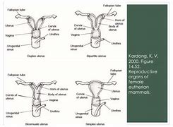 What female reproductive organ serves as the birth canal