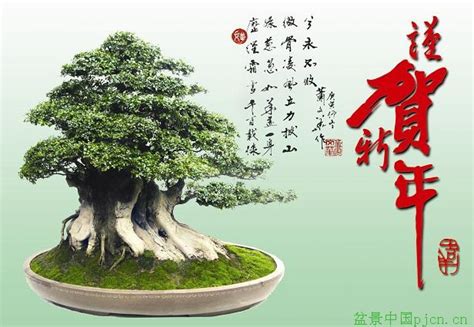 中国盆景欣赏及制作之三 - 盆景知识 - 美壶网