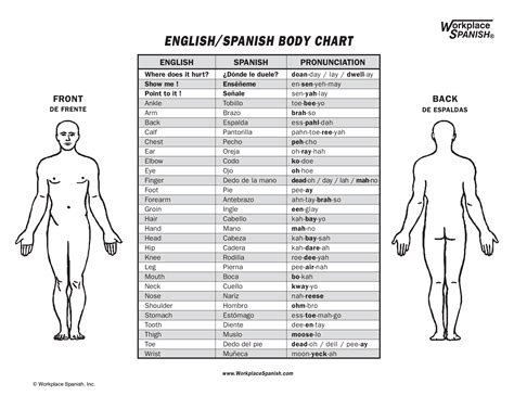 Spanish Body Chart - Comprehensive Visual Guide to the Human Body in ...