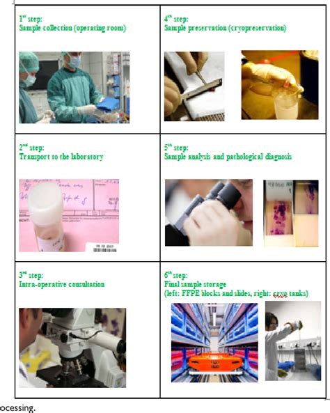 Image result for Process Germline Tissue Sample