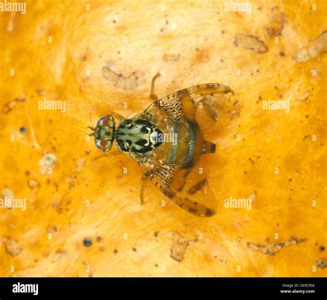Mediterranean fruit fly (Ceratitis capitata) adult fly citrus pest with typical wing pose on ...