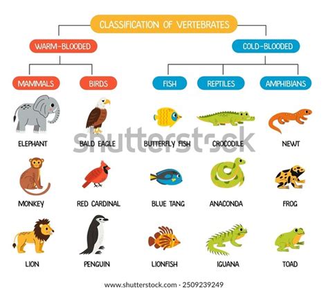 Image result for Classification Key Vertebrates KS2