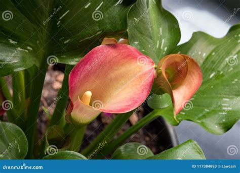Pink Calla Lily from Above stock image. Image of calla - 117384893