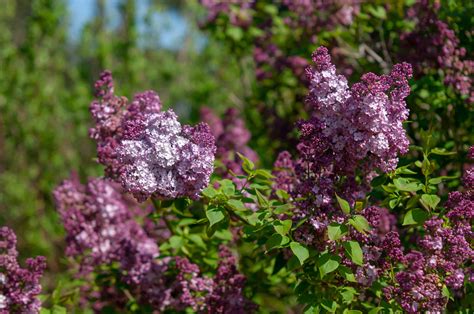 Types Of Lilac Plants at Noah Stretch blog