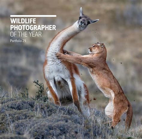 Buy WILDLIFE PHOTOGRAPHER OF THE YEAR PORTFO Book Online at Low Prices ...