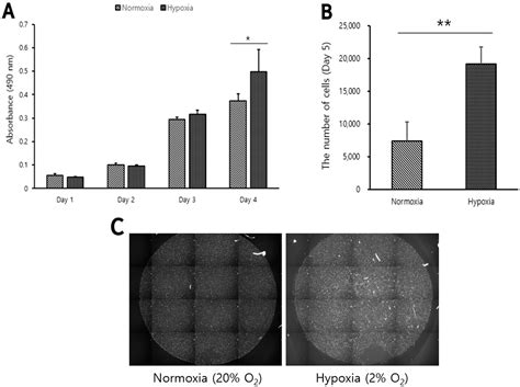 Effects of Hypoxia on Proliferation and Differentiation in Belgian Blue ...