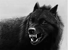 Black Cool Wolf Wallpaper by Black Wolves Wallpapers Wallpaper Cave Black Cool Wolf Wallpaper