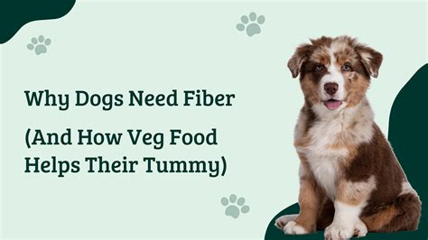 Why Dogs Need Fiber | Vegetarian Dog Food by HungryPaws