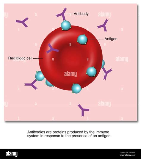 Antibodies and Antigens, Illustration Stock Photo - Alamy