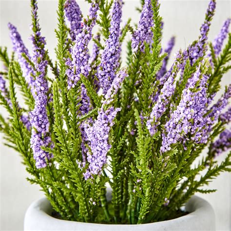 Buy Gloria Bud Pine Needle Flowers in Cement Pot from Home Centre at ...