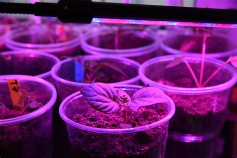 What Kind Of Lightbulb Do Plants Need at Natasha Pruitt blog