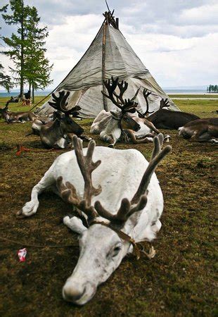 HelloMongol.com - Ulaanbaatar | Tripadvisor