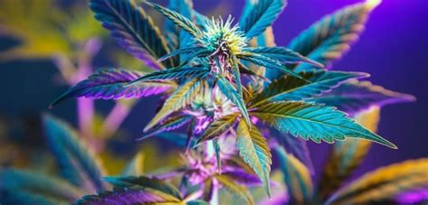 Image result for Alien OG Strain Info
