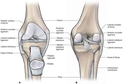 The Knee | Musculoskeletal Key