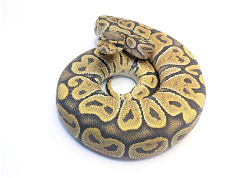 Image result for Hypo Ball Python