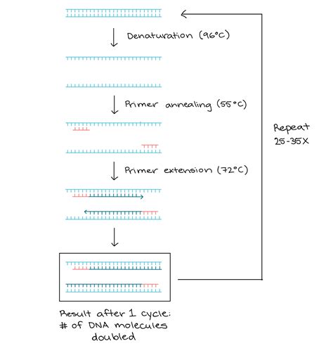 PCR Process 的图像结果