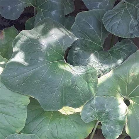 Pathila Thoran: Kerala’s Healing Greens on a Plate for Monsoon Wellness ...