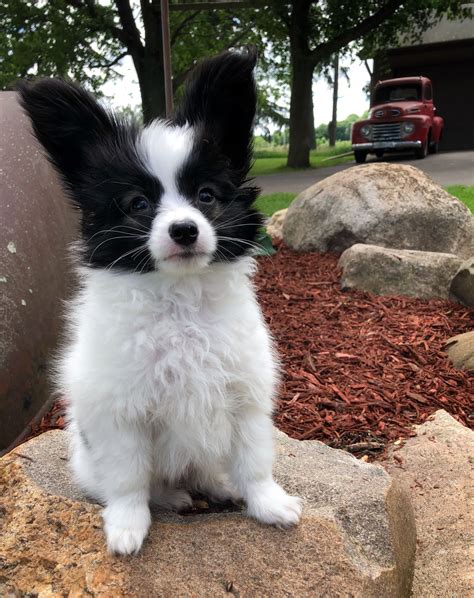 Black Papillon Dog