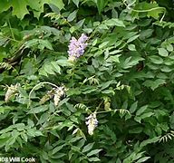 Image result for Blue Wisteria Tree